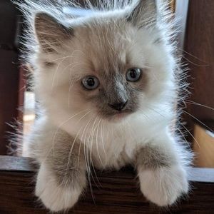 Meet your Posher, Olivia